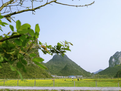 北京油菜花