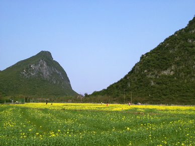 北京油菜花